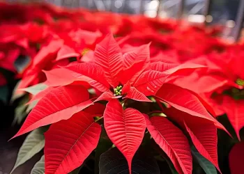 Non solo Stella di Natale