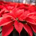 Non solo Stella di Natale