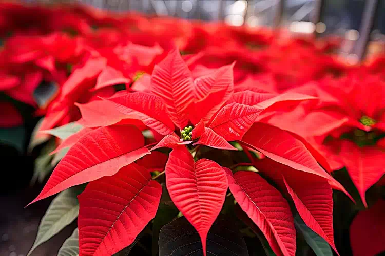 Non solo Stella di Natale