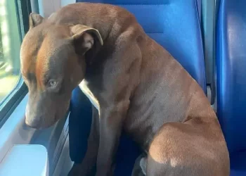 Cane Rocky sale da solo sul treno per Venezia
