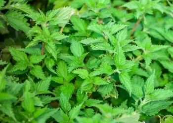 Ortica, come utilizzare la pianta della giovinezza