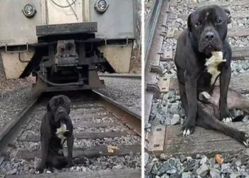 La storia del cane Lucky, abbandonato sui binari del treno