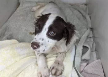 Due cani abbandonati sul ciglio della strada, il biglietto commovente