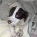 Due cani abbandonati sul ciglio della strada, il biglietto commovente