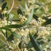 La fioritura degli ulivi di Roverano