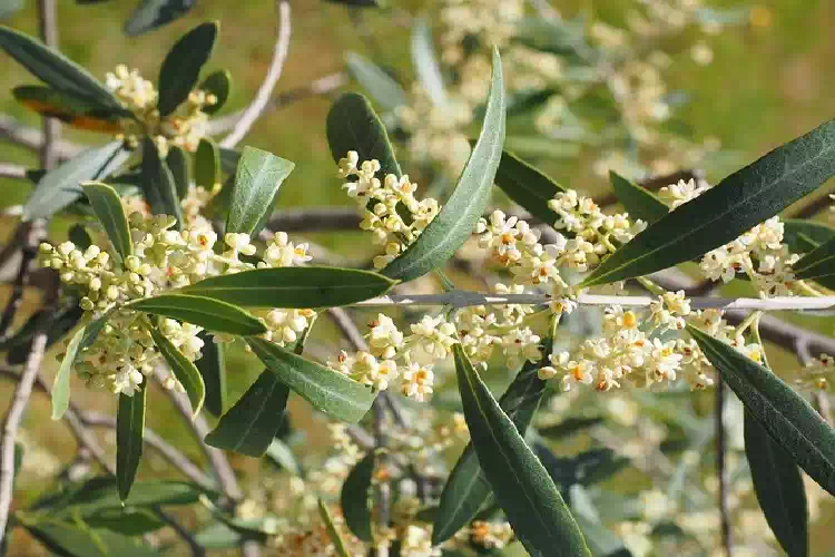 La fioritura degli ulivi di Roverano