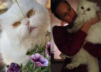 Lutto per Federica Pellegrini, addio al suo storico gatto Neve