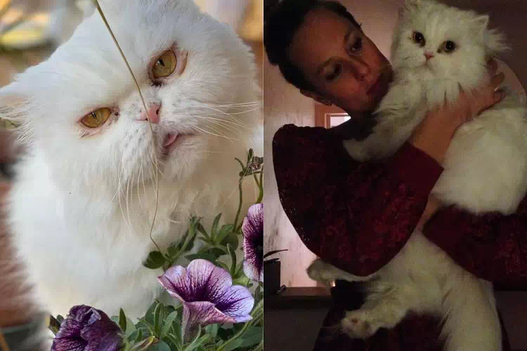 Lutto per Federica Pellegrini, addio al suo storico gatto Neve