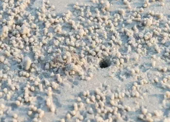 Conosci le buche dei Fratini