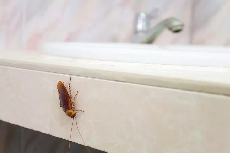 Blatte in casa: Ecco perché non dovresti schiacciarle e come eliminarle