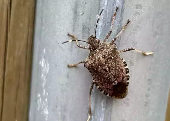 Cimici da balcone: Allontanale con questo profumo naturale a base di oli essenziali