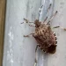 Cimici da balcone: Allontanale con questo profumo naturale a base di oli essenziali
