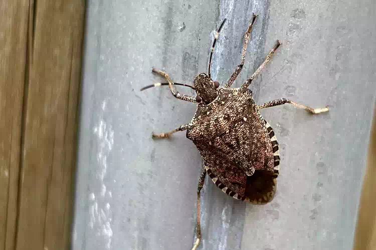 Cimici da balcone: Allontanale con questo profumo naturale a base di oli essenziali