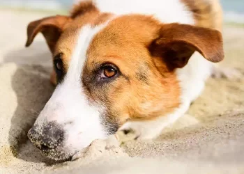 I cani non muoiono mai: Dormono vicino al nostro cuore