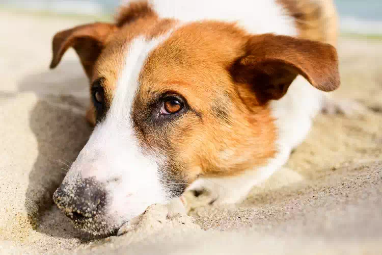 I cani non muoiono mai: Dormono vicino al nostro cuore