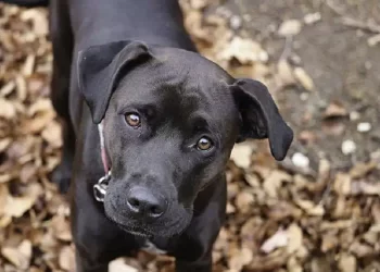 Perché i cani piegano la testa quando parliamo