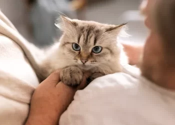 Perché il gatto si mette sulla mia pancia