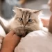 Perché il gatto si mette sulla mia pancia