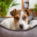 Perché il mio cane “corre” mentre dorme? Il significato degli esperti