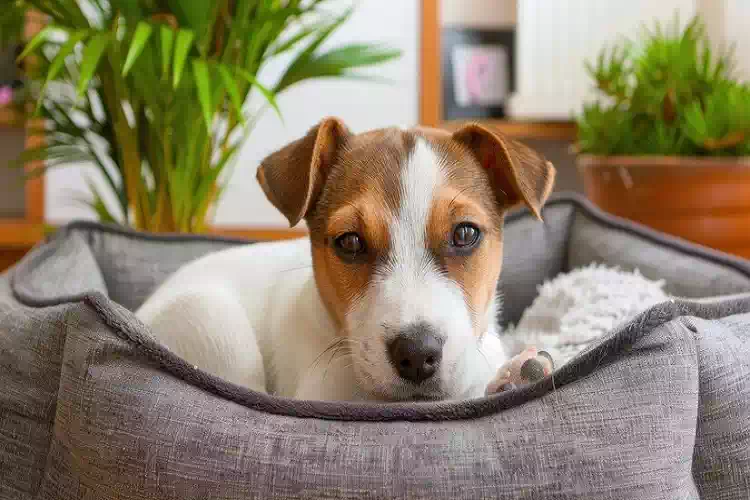 Perché il mio cane “corre” mentre dorme? Il significato degli esperti