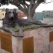 Lentini, la statua dedicata al cane Gaetano