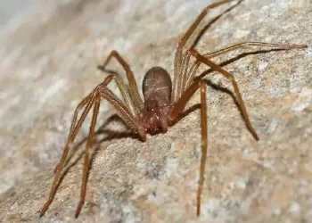 Il ragno violino, dove si nasconde in casa