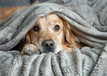 Una donna ospita una cagnolina trovata davanti alla porta di casa