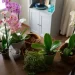 Coltivare le orchidee in casa o in giardino