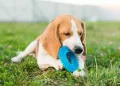 Quant’è il tempo ideale da dedicare ogni giorno al nostro cane
