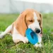 Quant’è il tempo ideale da dedicare ogni giorno al nostro cane