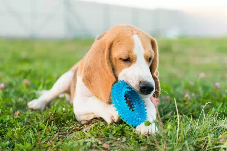 Quant’è il tempo ideale da dedicare ogni giorno al nostro cane