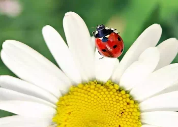 Trovare una coccinella in casa: Il vero significato