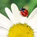 Trovare una coccinella in casa: Il vero significato