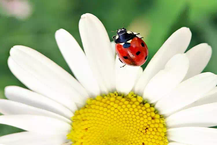 Trovare una coccinella in casa: Il vero significato