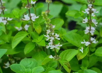 I fiori di basilico sono preziosissimi, non gettarli via