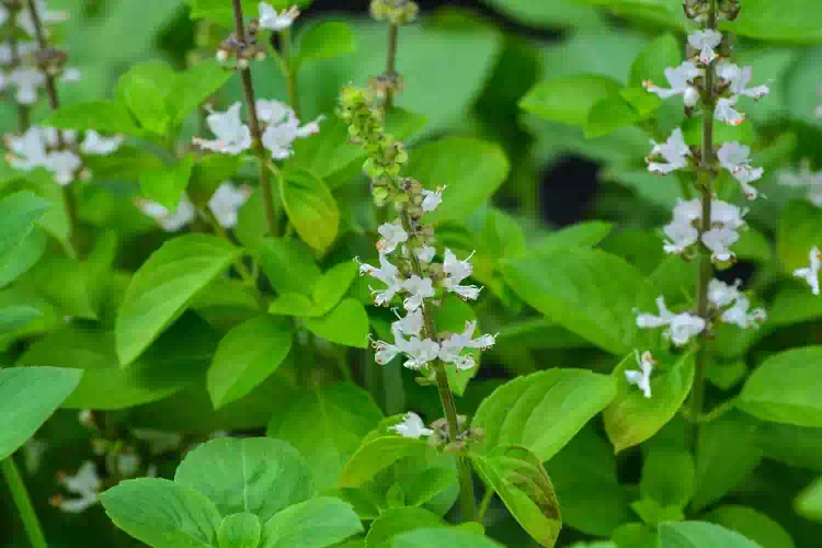 I fiori di basilico sono preziosissimi, non gettarli via