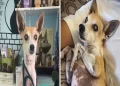 Il coraggioso cane Zé