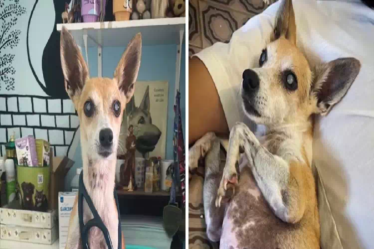 Il coraggioso cane Zé