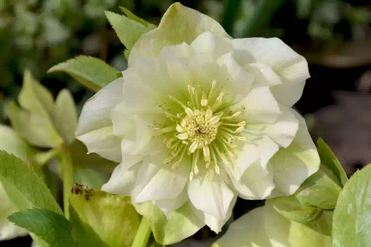 Rosa di Natale, tutti i consigli su come curarla