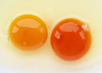 Tuorli delle uova di diversi colori, dal giallo al rosso