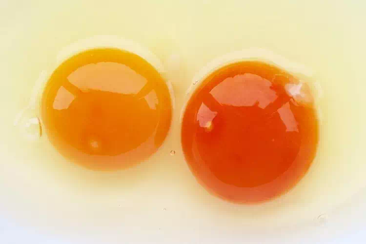 Tuorli delle uova di diversi colori, dal giallo al rosso