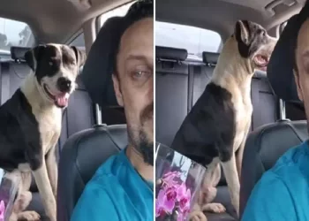 Va al supermercato ma al posto della spesa adotta un cane abbandonato