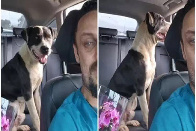 Va al supermercato ma al posto della spesa adotta un cane abbandonato