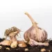 Come coltivare l’aglio in casa con uno spicchio