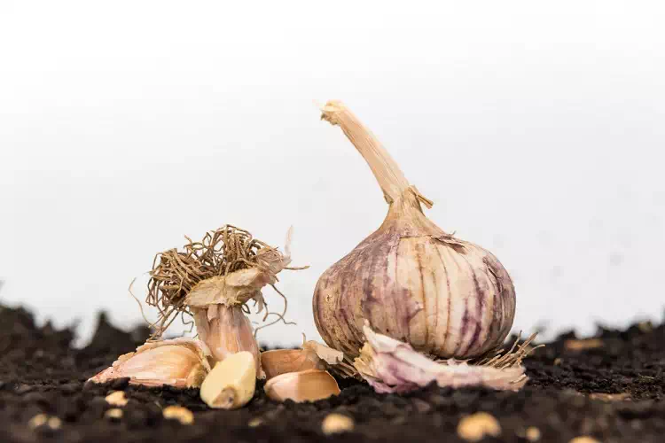 Come coltivare l’aglio in casa con uno spicchio