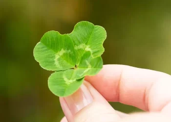 Quadrifoglio, perché porta fortuna?
