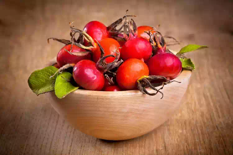 Rosa canina, la bacca alleata per le difese immunitarie