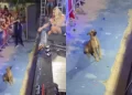 Un cane si ferma ad ascoltare un concerto