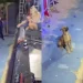Un cane si ferma ad ascoltare un concerto