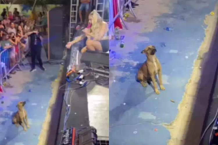Un cane si ferma ad ascoltare un concerto